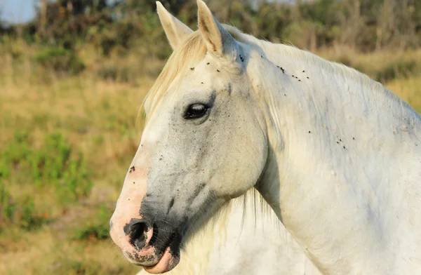 Camargue häst — Stockfoto