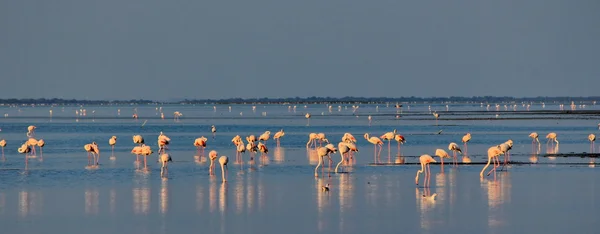 Camargue flamingo — Zdjęcie stockowe