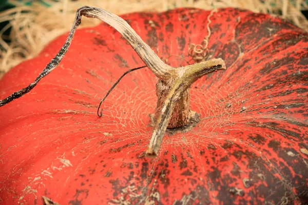 빨간 호박 — 스톡 사진