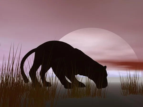 Panther schwarz — Stockfoto