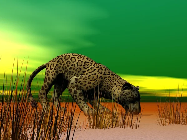 Panther und Gras — Stockfoto