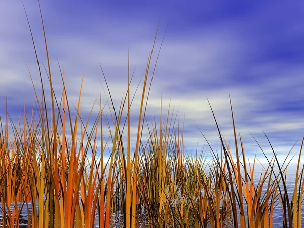 Gras orange und gelb — Stockfoto