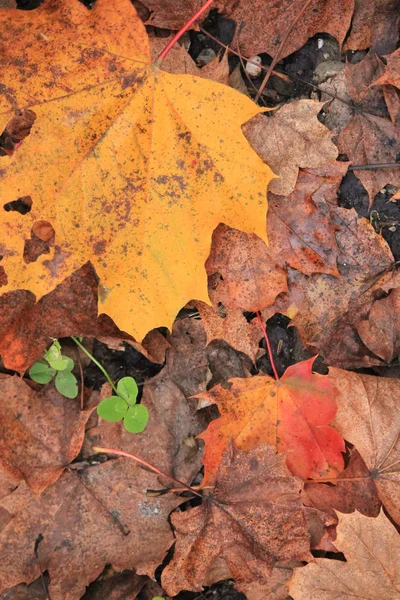 Herbst ein Blatt — Stockfoto