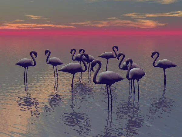 Flamingo และทะเล — ภาพถ่ายสต็อก
