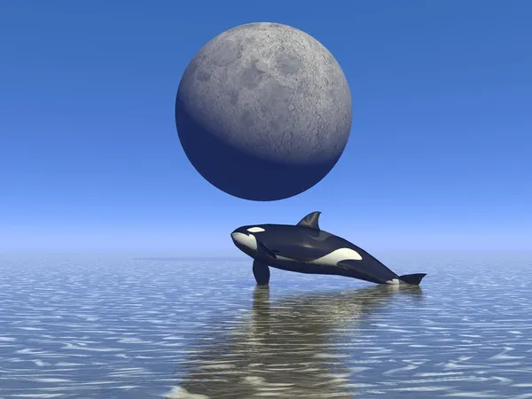 Orca e luna — Foto Stock