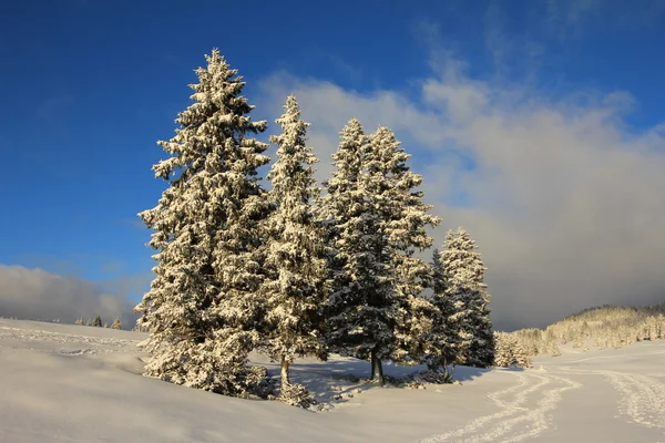 Fire trees and snow — Stock Photo, Image