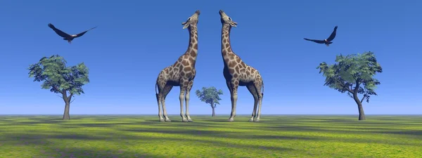 Girafes, oiseaux et arbres — Photo