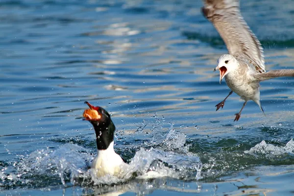 Gabbiano e anatra e lago — Foto Stock