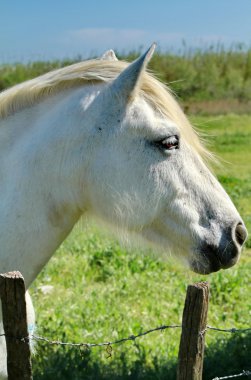 horse Camargue clipart