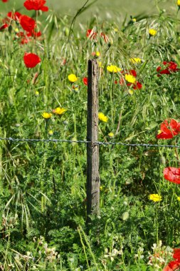 çiçekler ve laleler