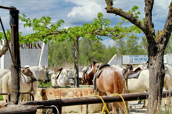 Hästar camargue — Φωτογραφία Αρχείου