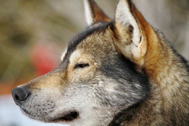 husky köpek portre