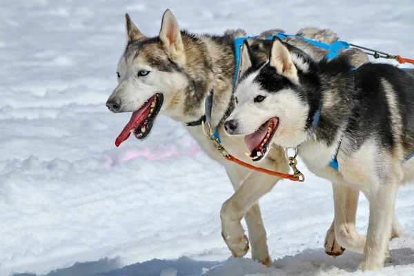 Két husky kutyák — Stock Fotó