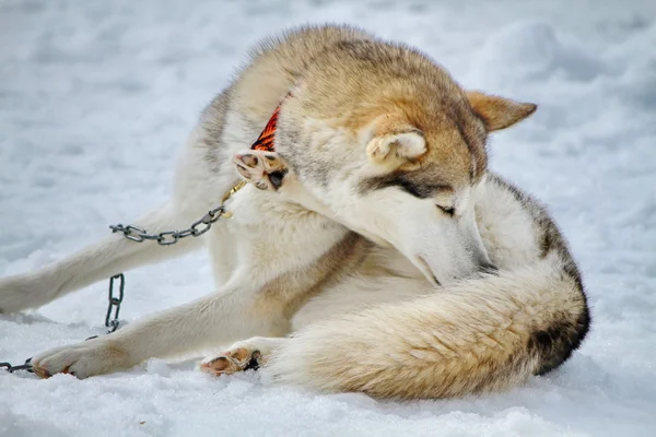 Pies husky — Zdjęcie stockowe