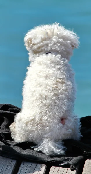 Hund weiß — Stockfoto