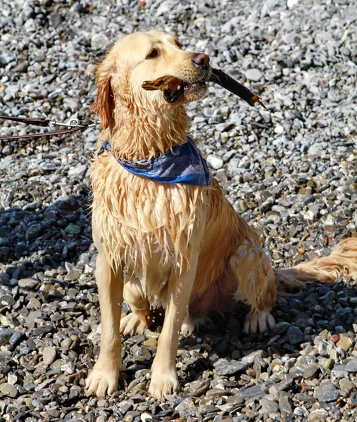 Hond gouden retriever — Stockfoto