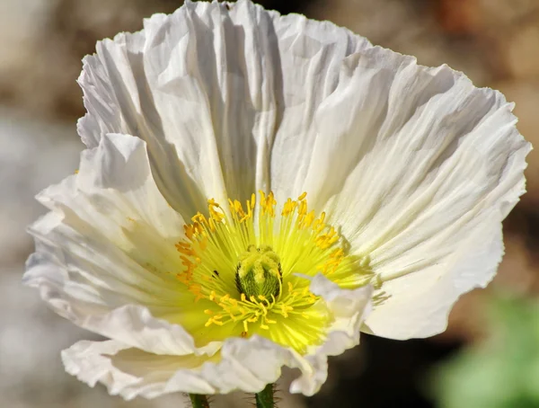 Квітка біла і жовта — стокове фото