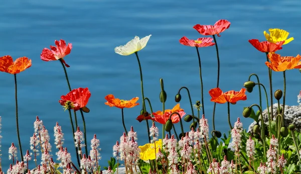 Papoila flores — Fotografia de Stock
