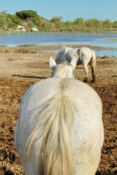 Cavalo da Camargue — Fotografia de Stock