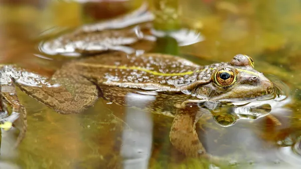 Una rana. — Foto de Stock