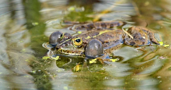 Una rana. — Foto de Stock