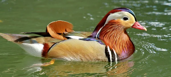 Mandarin duck — Stock Photo, Image
