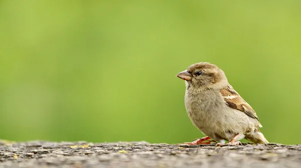 Sparrow — Stock fotografie