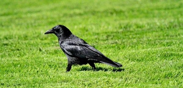 Krähe schwarz — Stockfoto