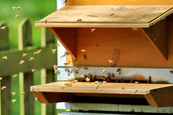 Ein Bienenstock — Stockfoto