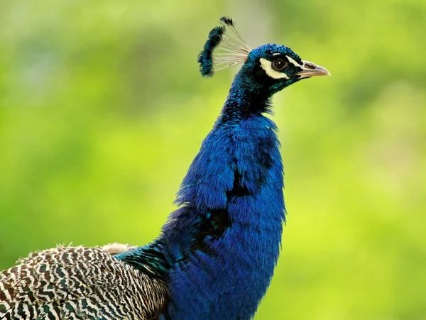 Peacock — Stock Photo, Image