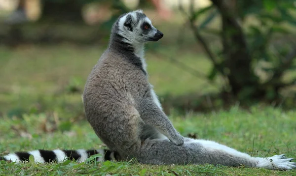 Lemur — Stockfoto