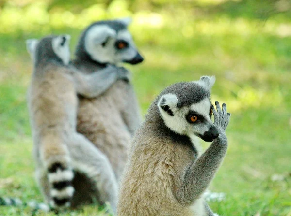 Lemurlar — Stok fotoğraf