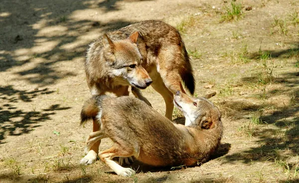 Lobos — Fotografia de Stock