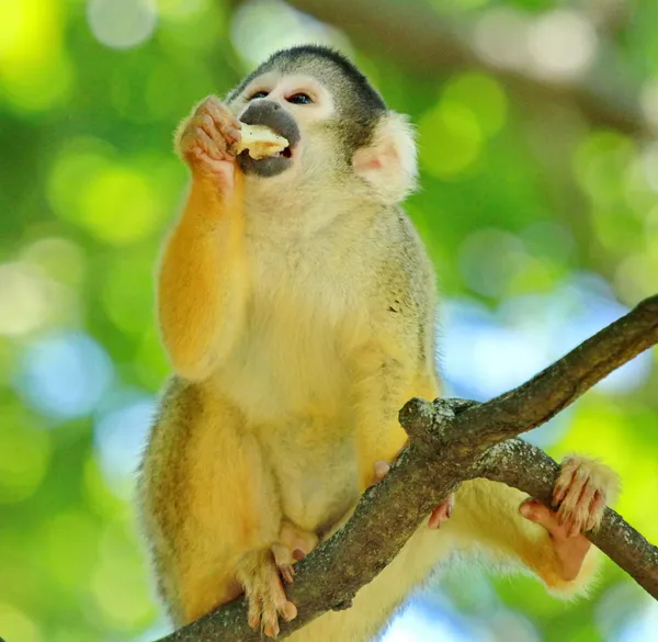 Ape squirrel — Stock Photo, Image