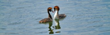Great Crested Grebe clipart