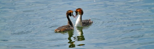 Grande Grebe Crested — Fotografia de Stock