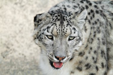 nadir kar leoparı