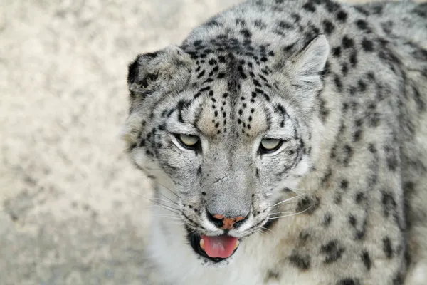 El raro leopardo de la nieve — Foto de Stock