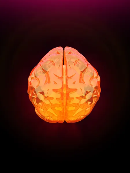 Ανθρώπινος εγκέφαλος — Φωτογραφία Αρχείου
