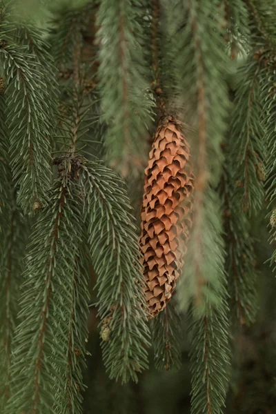 Zelené pichlavých větvích kožešin strom nebo borovice — Stock fotografie