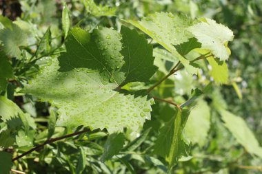 yaprak çiy damlaları ile