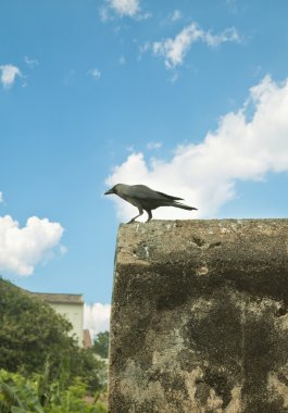 bir karga duran bir kale