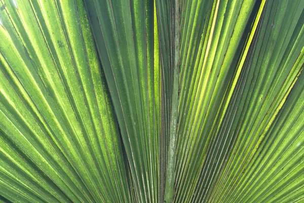 Palma liść zbliżenie — Zdjęcie stockowe
