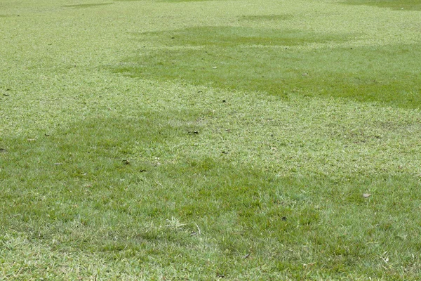 Natürlicher Hintergrund des grünen Grases — Stockfoto