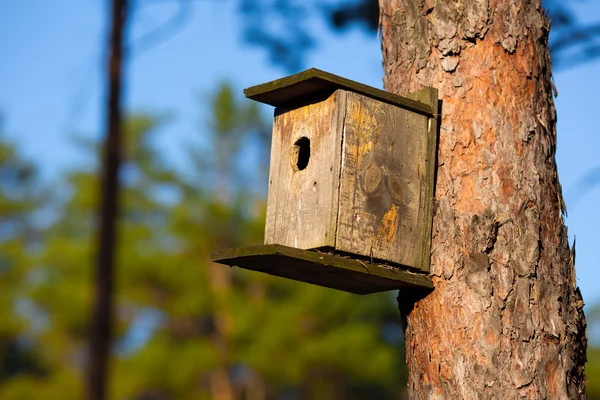 Starling house in forest — Stock Photo, Image