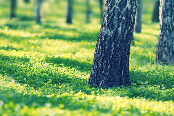 Bosque de abedules blancos — Foto de Stock