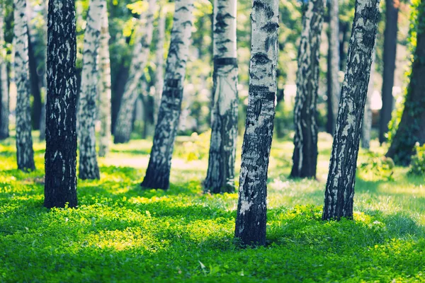 Bosque de abedules blancos — Foto de Stock