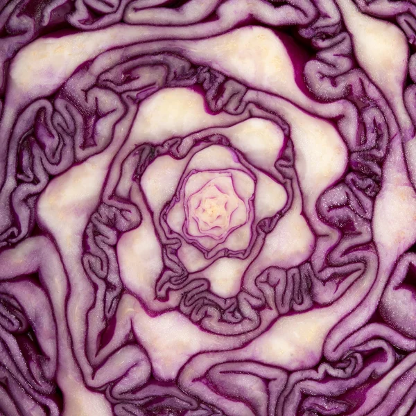 Cabbage cut — Stock Photo, Image