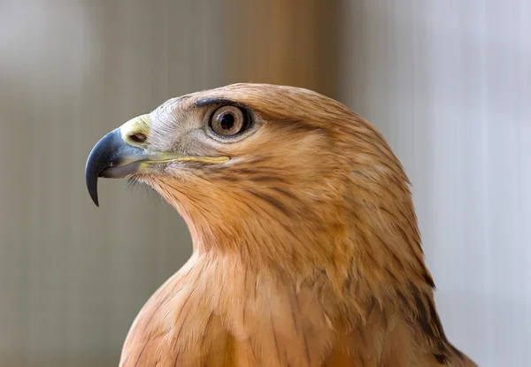 Young hawk — Stock Photo, Image