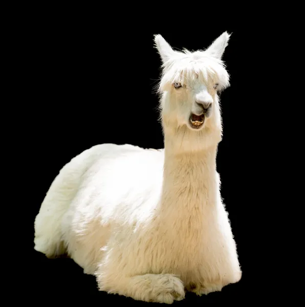 Grappige alpaca — Stockfoto